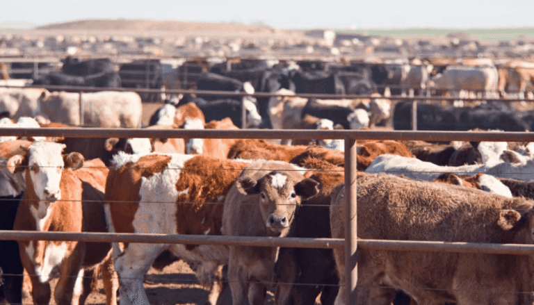 Cattle crowded in feedlot behind metal fencing