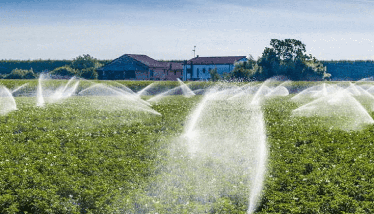 Crop field irrigated by sprinklers near farmhouse