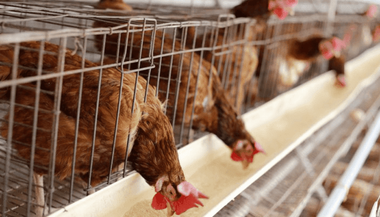 Hens in cages feeding from trough