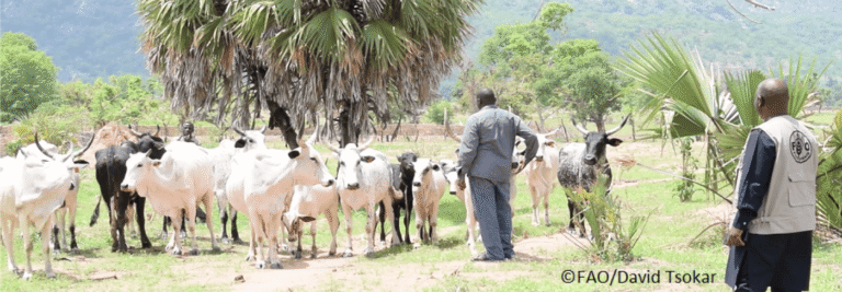 Men inspecting cattle herd in rural landscape