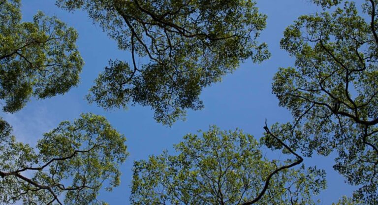 Tree canopy against clear blue sky
