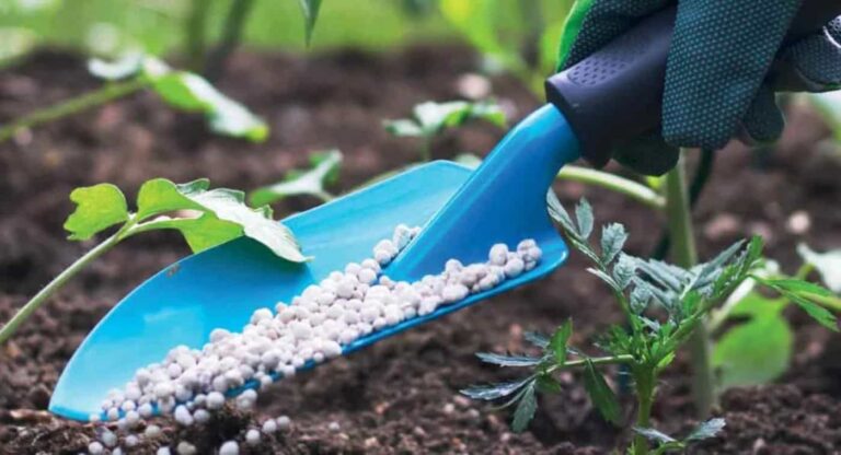Gloved hand adding fertiliser to young garden plants