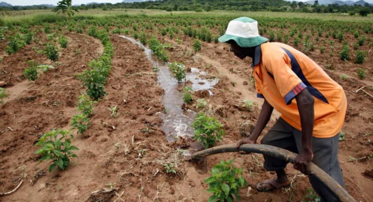 Farmer irrigating crop rows with hose in field