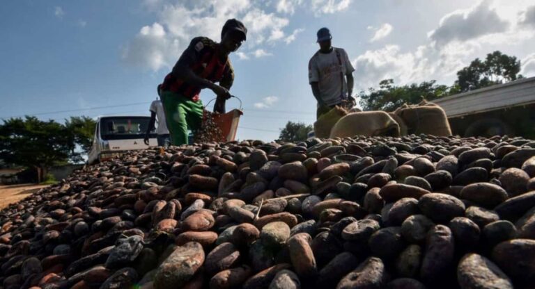 Workers sorting cocoa beans beside lorry