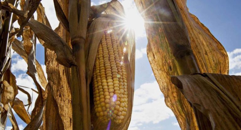 Sunlit maize cob on drying stalk