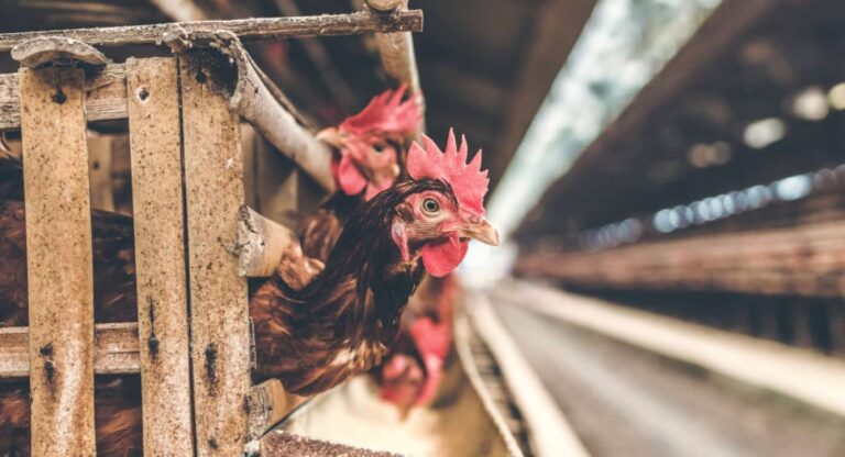 Hens confined in battery cages inside poultry farm