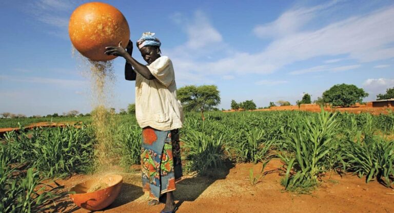 Woman farmer pouring grain onto field