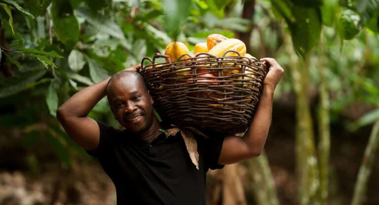 Man carrying basket of cocoa pods in plantation
