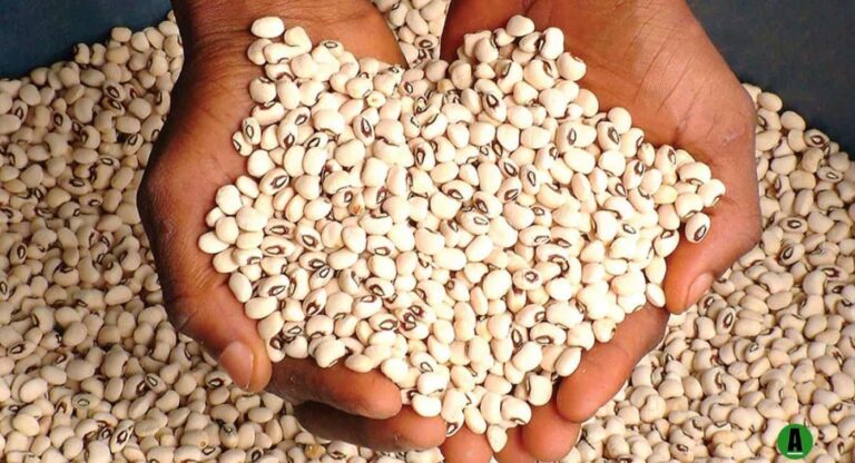 Hands holding black-eyed peas over pile of beans