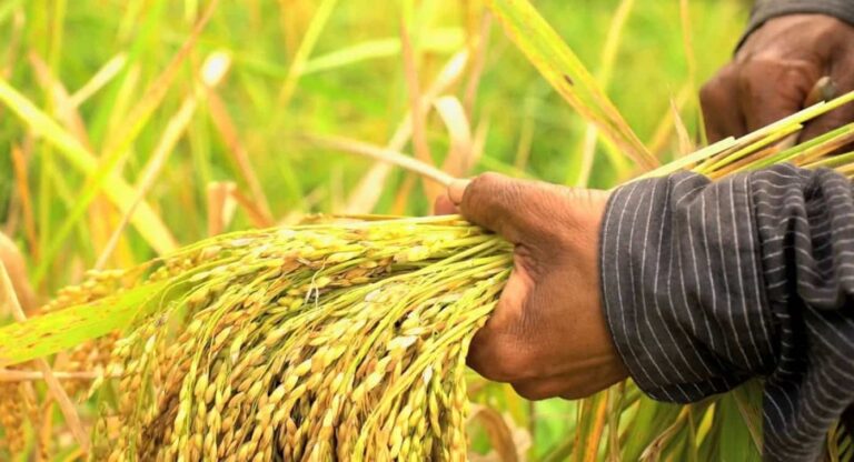 Farmer harvesting ripe rice stalks by hand