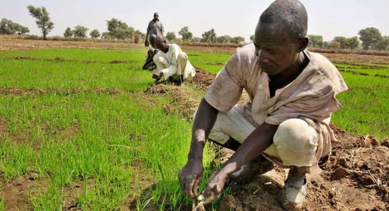 Farmers tending young rice plants in field