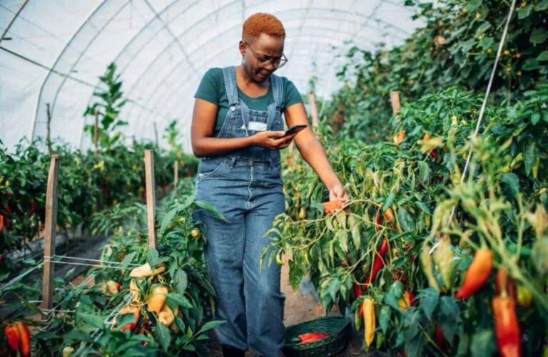 Woman checking peppers in greenhouse using smartphone