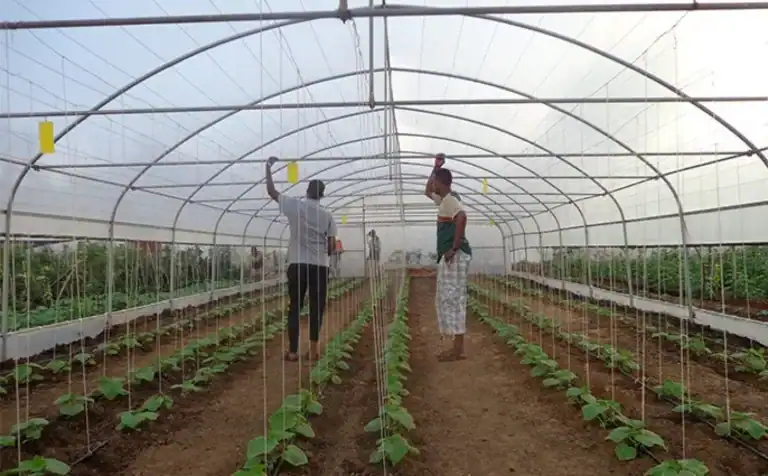 Farmers inspecting young crops inside polytunnel greenhouse