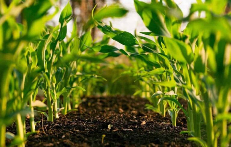 Young green seedlings growing in rich soil