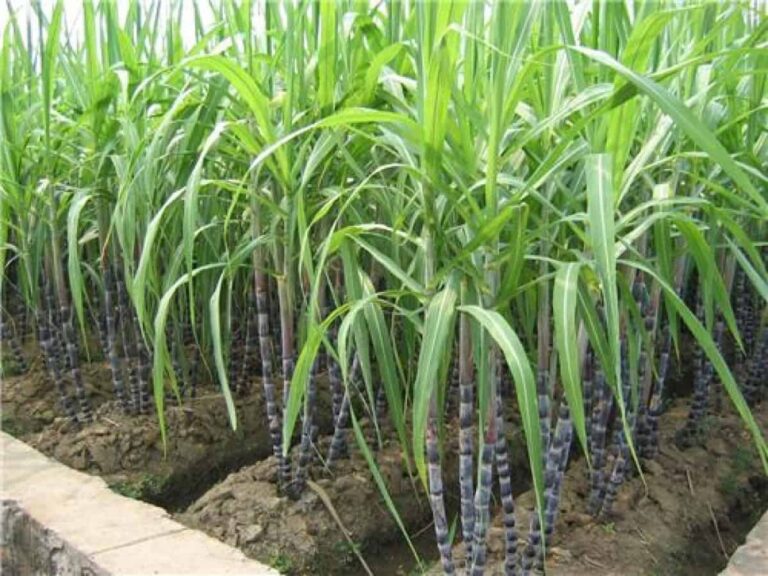Sugarcane plants growing in cultivated field rows