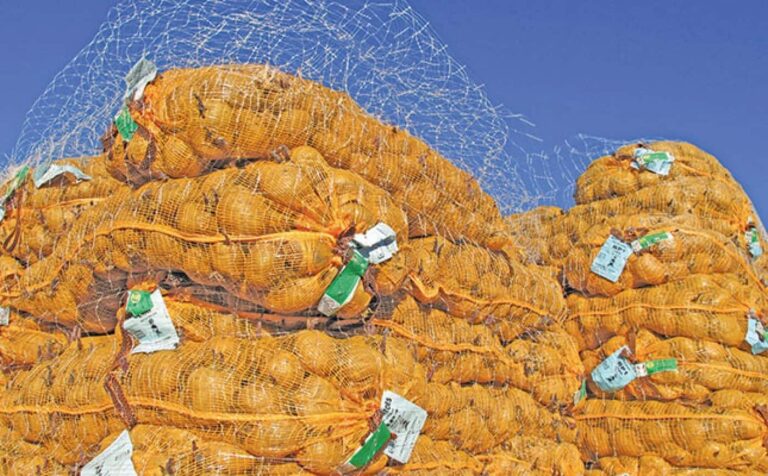 Stacks of onions in orange mesh bags