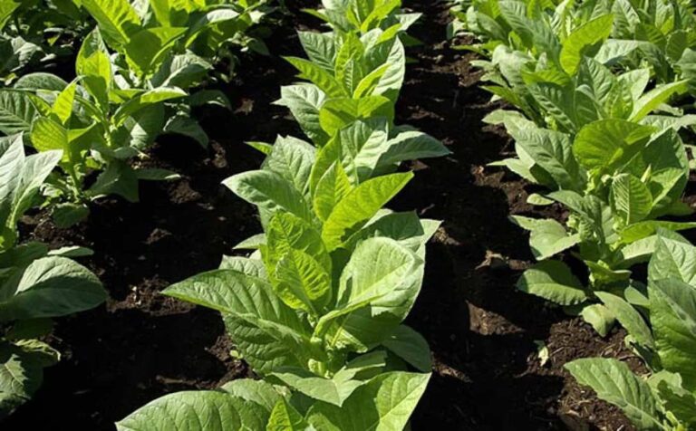 Rows of young tobacco plants growing in field