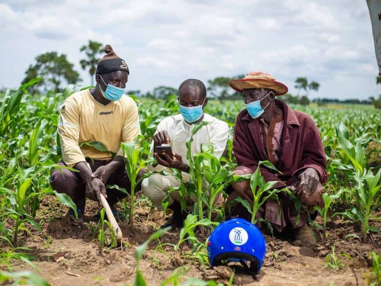 Farmers wearing masks using smartphone in maize field