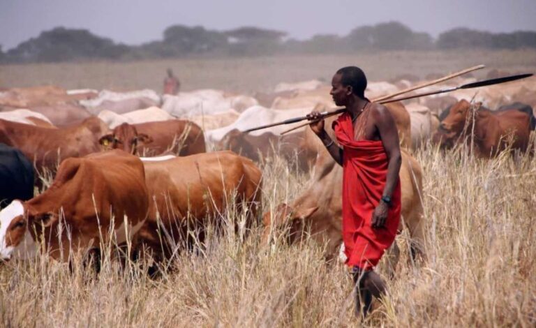 Herder in red robe guiding cattle on savannah