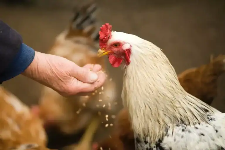 Person feeding grain to white chicken