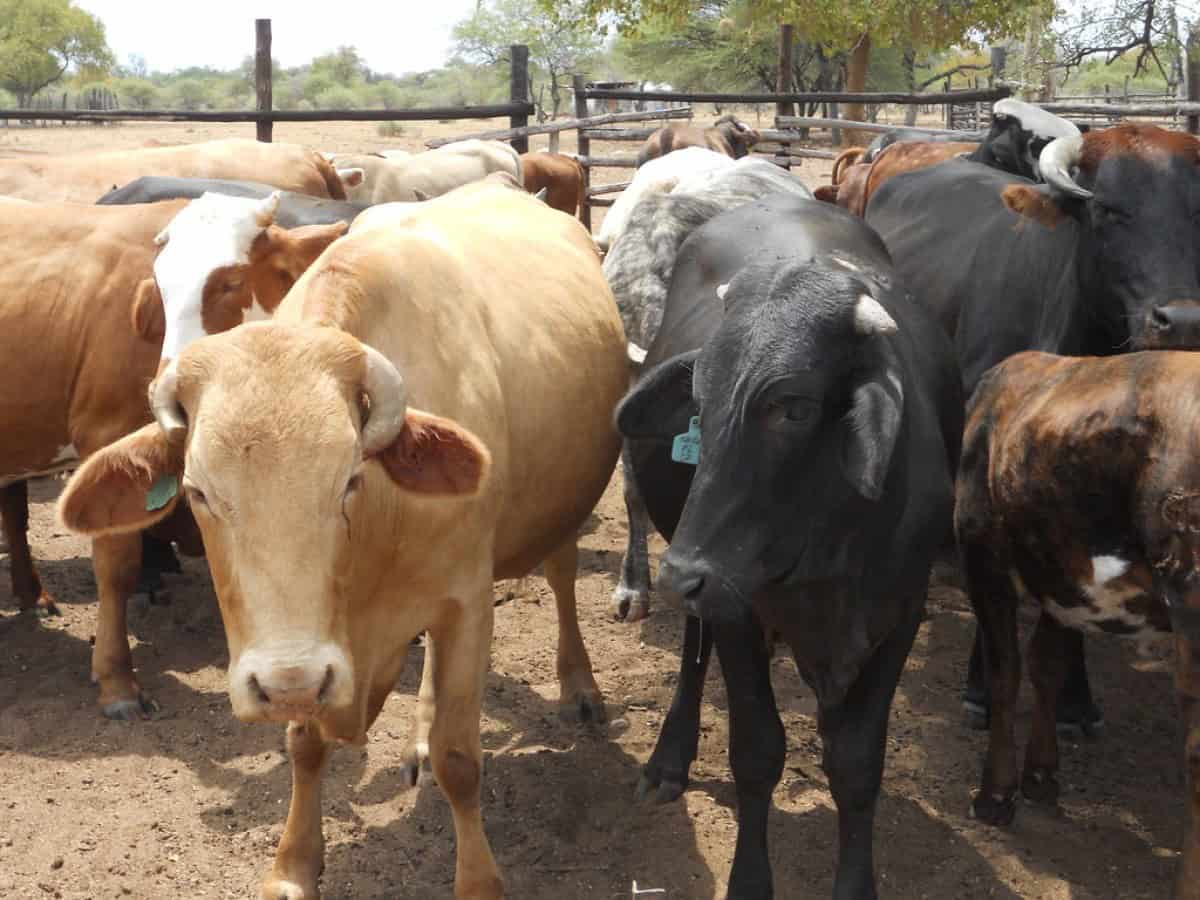nigeria: cbn moves to support livestock farmers in kano
