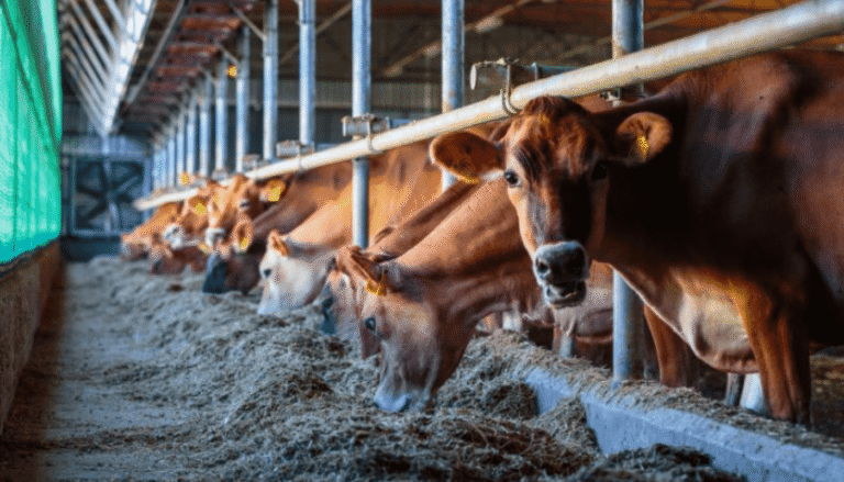 Dairy cows eating hay in barn
