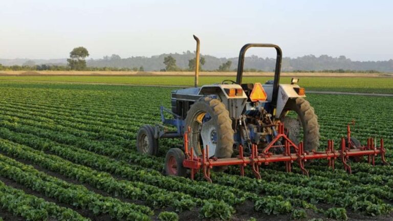 Tractor cultivating rows of green crops in field