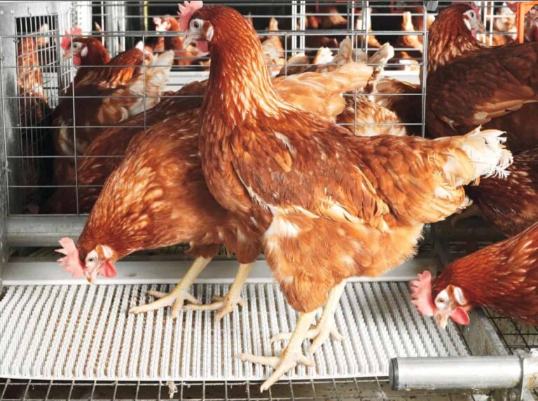 Brown hens inside wire cage at poultry farm