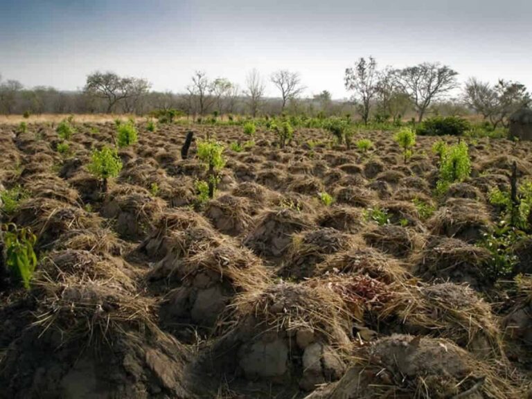Mulched soil mounds with young saplings in field