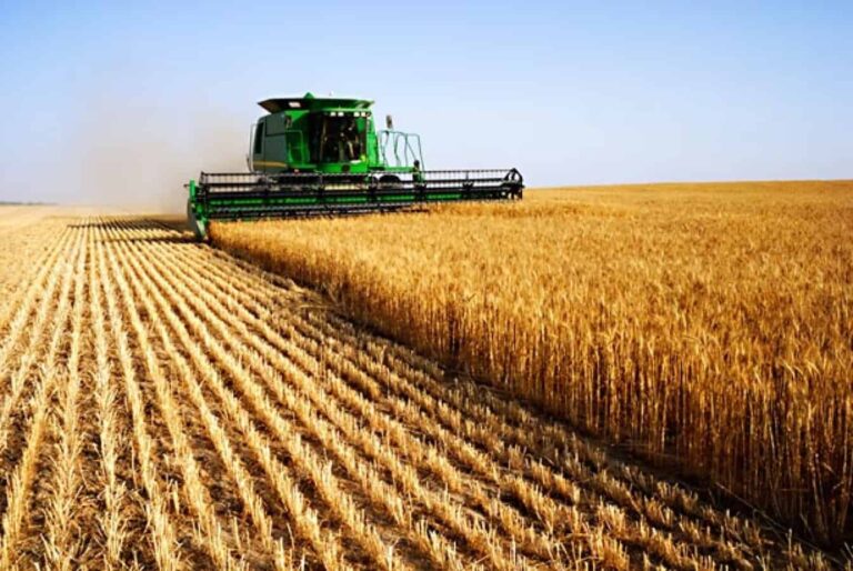 Combine harvester harvesting golden wheat field