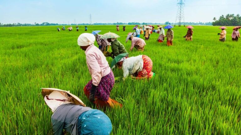 Farmers planting rice in lush green paddy field