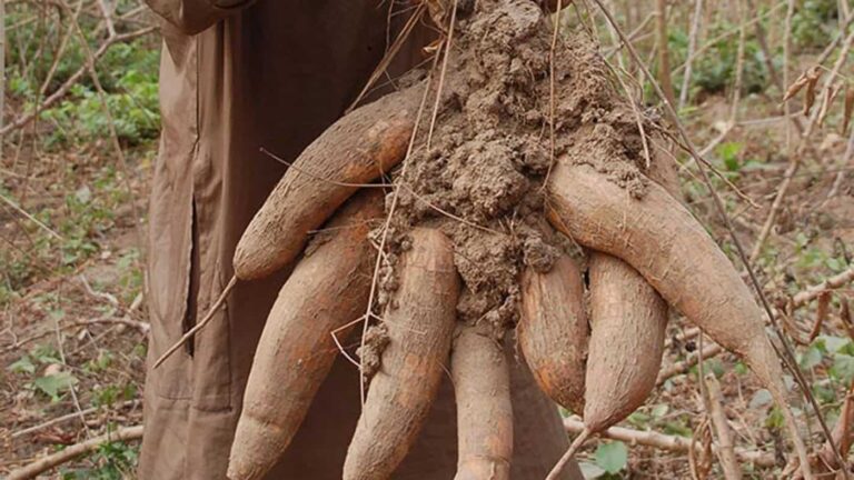 Freshly harvested cassava roots covered in soil