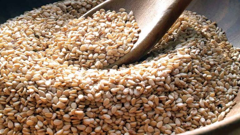 Wooden scoop in pile of sesame seeds