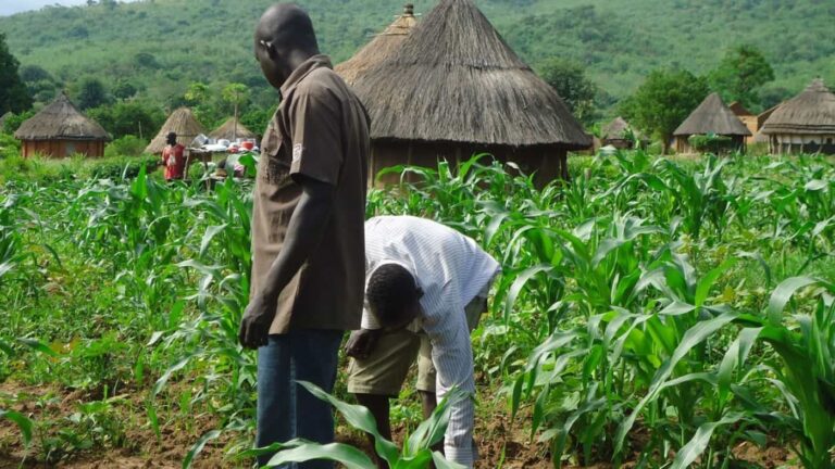 Men tending maize field near thatched village huts