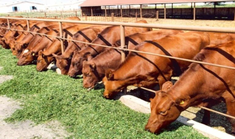 Brown cattle feeding on grass at farm trough