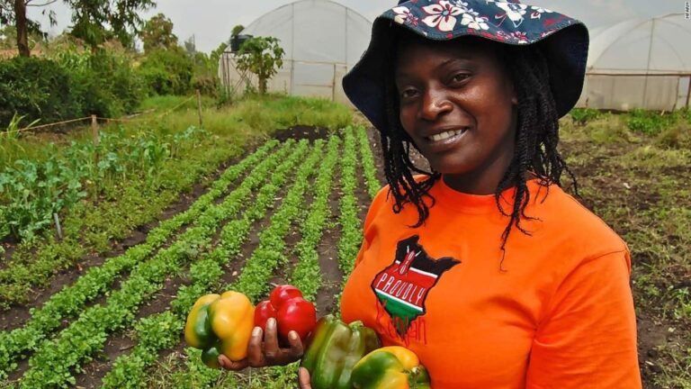 Farmer holding bell peppers in vegetable field