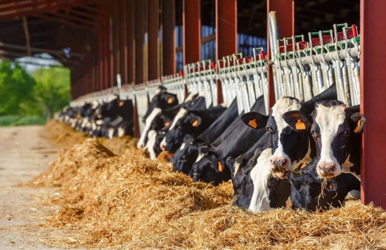 Dairy cows eating hay in barn feeding line