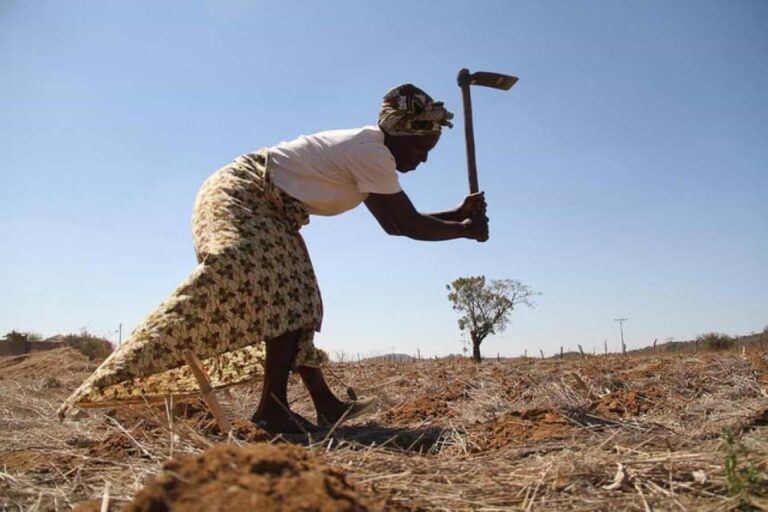 Woman hoeing dry field under clear sky