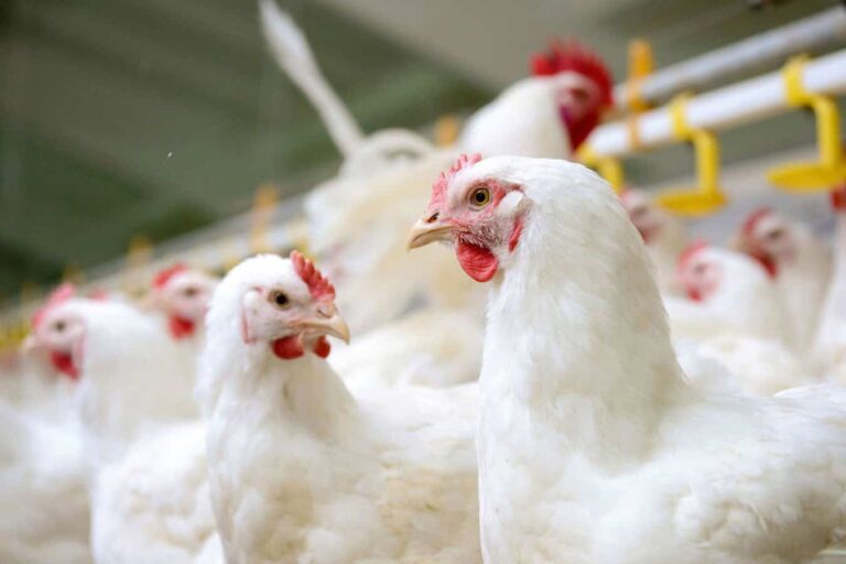 White chickens inside a commercial poultry farm shed