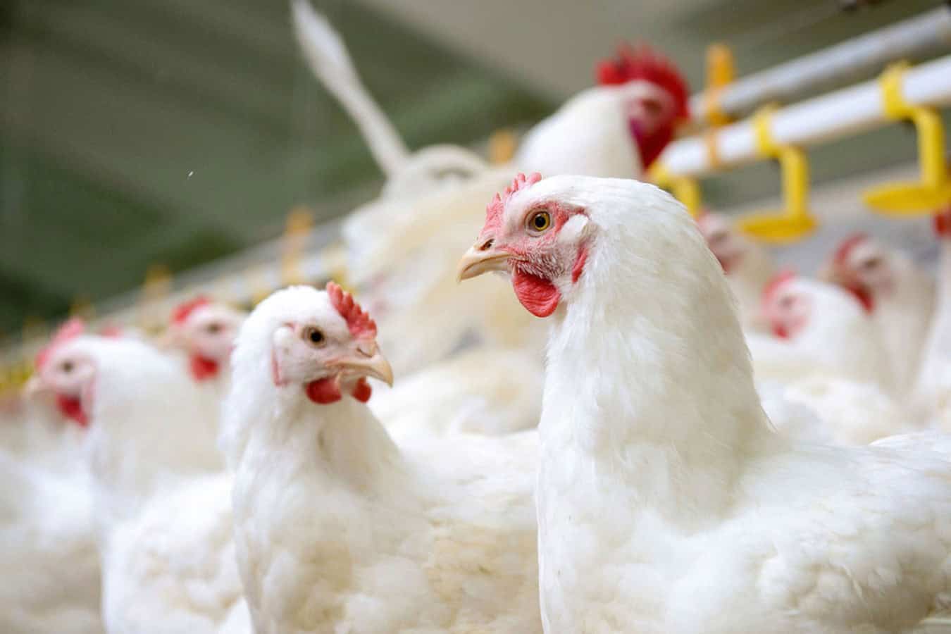 firm to produce components for poultry