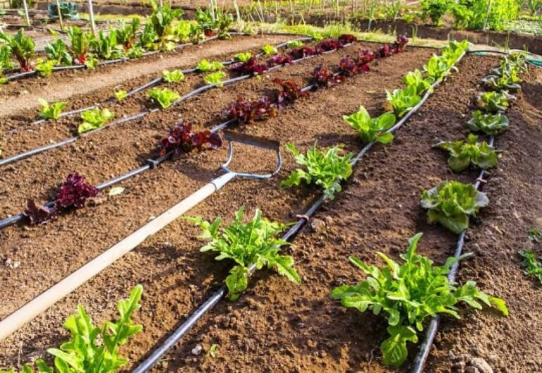 Vegetable rows with drip irrigation and garden hoe