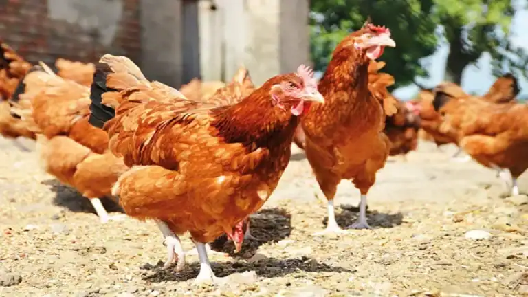 Brown hens roaming freely on sunny farmyard