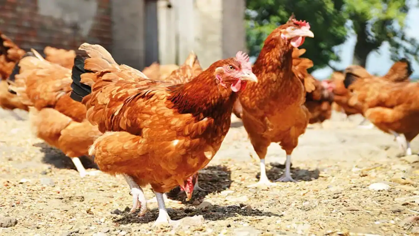 experts task farmer on data driven practice to boost poultry farming