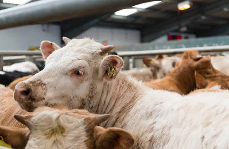 White cow among cattle inside livestock barn