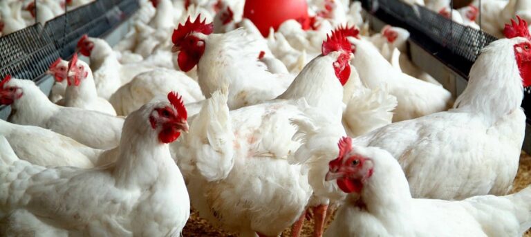 White chickens inside a commercial poultry farm shed