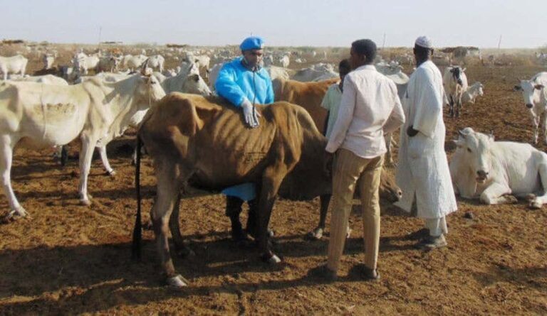 Veterinarian examining cow among herd with farmers