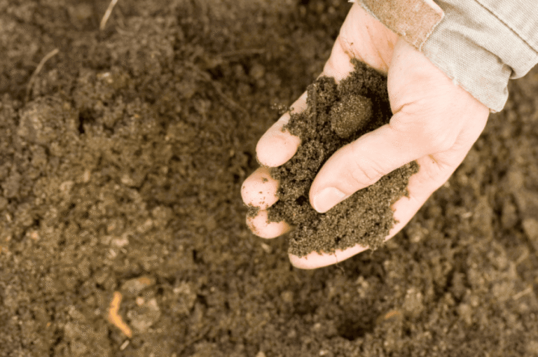Hand holding rich garden soil close-up