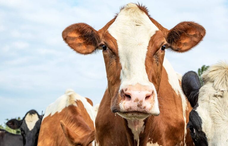 Close-up of brown and white cow in field