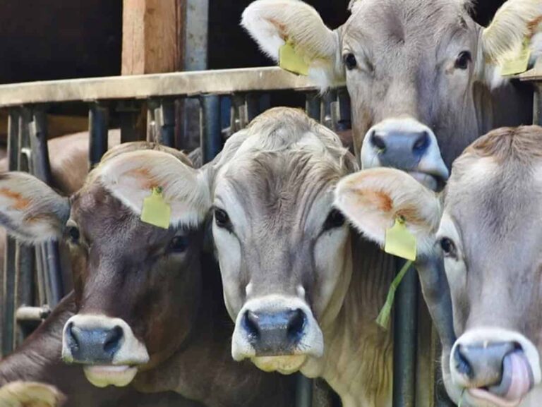 Cows with ear tags in barn pen