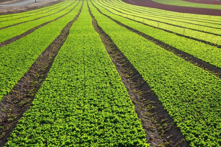 Neatly planted rows of green crops in field